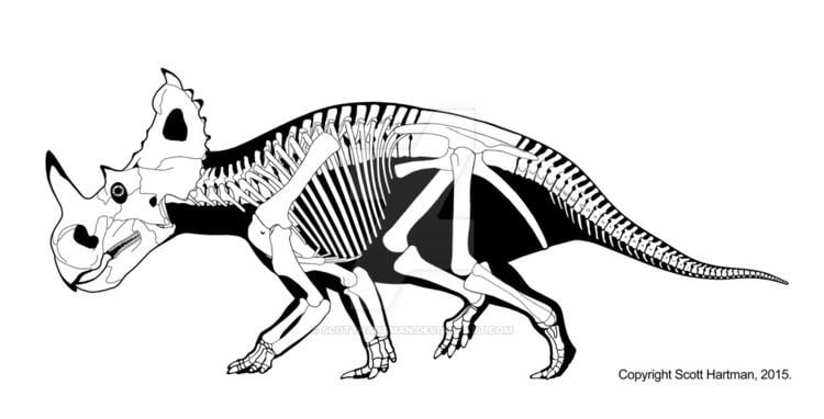 Centrosaurus Centrosaurus apertus by ScottHartman on DeviantArt