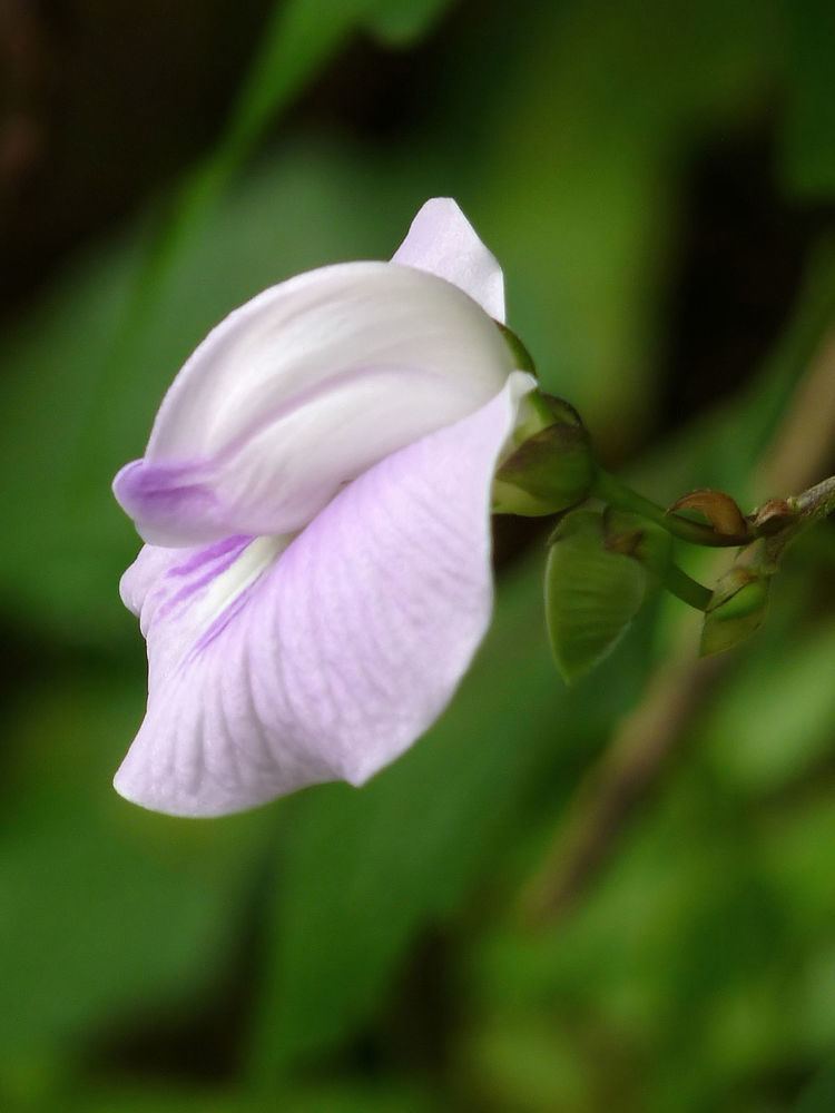 A Centrosema pubescens with a lilac-colored flower covered in violet veins.