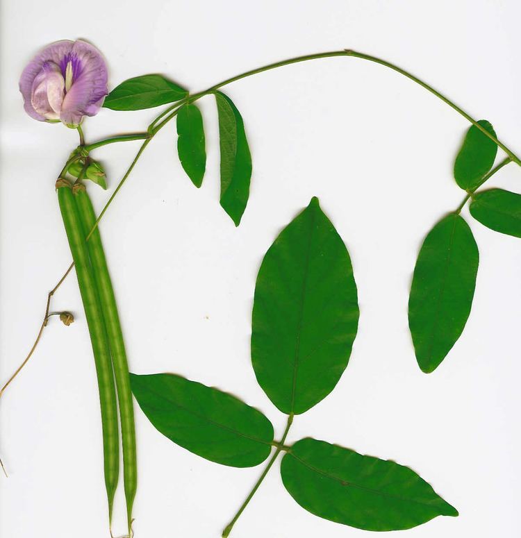 Centrosema pubescens flower, branch, seeds and leaves.