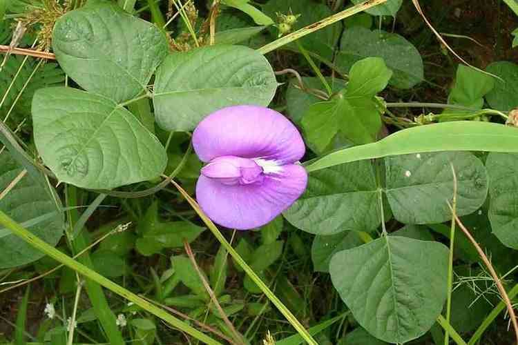 A Centrosema pubescens flower in full bloom in the middle some leaves.