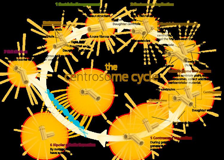 Centrosome cycle