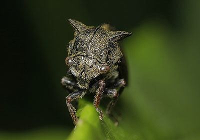 Centrotus cornutus Membracidae Centrotus cornutus