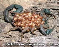 Centruroides Mes Scorpions