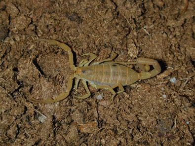 Centruroides exilicauda The Scorpion Files Centruroides excilicauda Buthidae