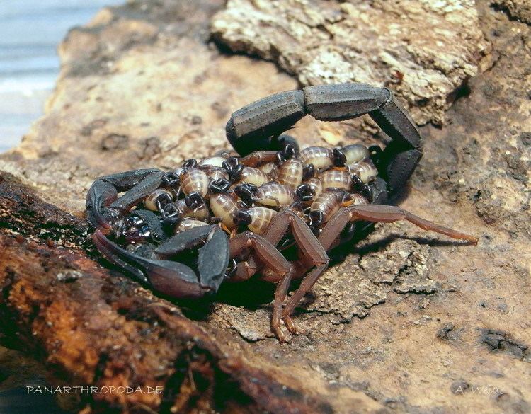 Centruroides gracilis Centruroides gracilis Slenderbrown scorpion Florida bark scorpion