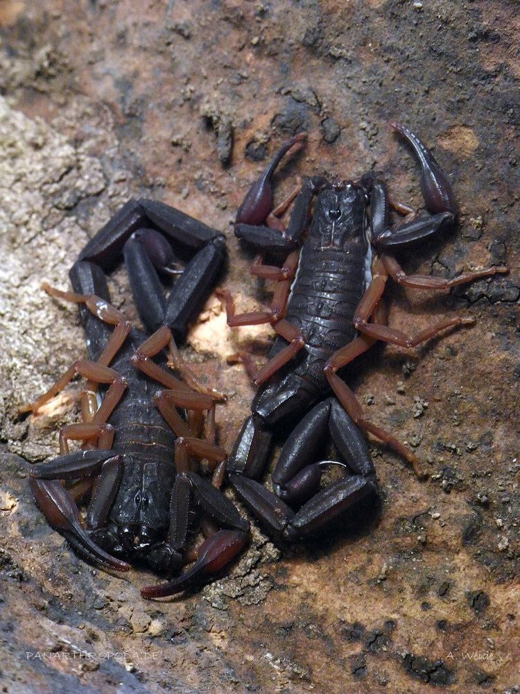 Centruroides gracilis Panarthropodade Caresheets Scorpions
