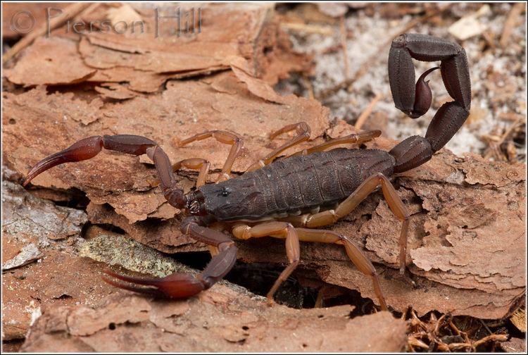 Centruroides gracilis Florida Bark Scorpion Centruroides gracilis The Florida Flickr