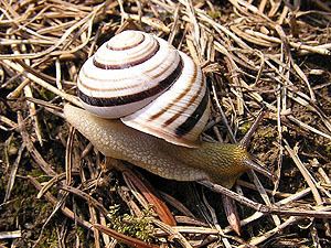 Cepaea vindobonensis Terrestrial Snails and Slugs