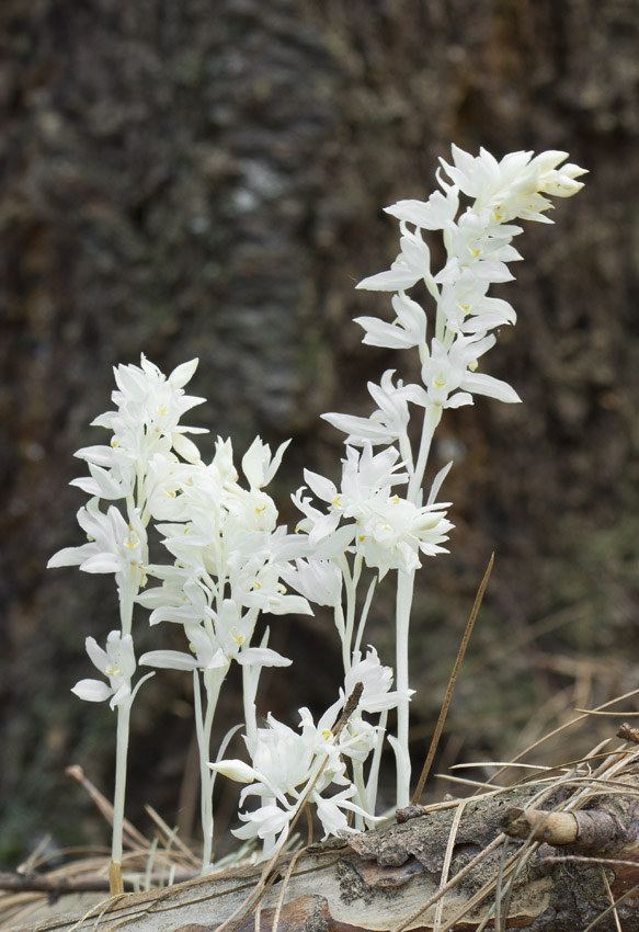 Cephalanthera austiniae Cephalanthera austiniae Phantom Orchid quotMycotrophic plant Flickr