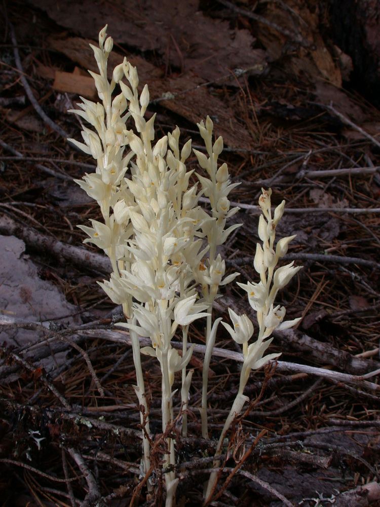 Cephalanthera austiniae Phantom Orchid Cephalanthera austiniae iNaturalistorg