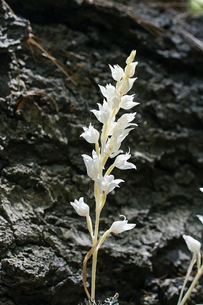 Cephalanthera austiniae Cephalanthera austiniae Phantom Orchid Go Orchids