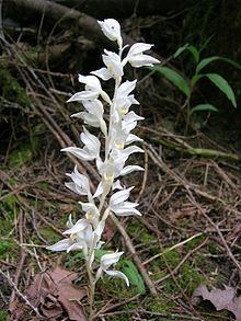 Cephalanthera austiniae httpsuploadwikimediaorgwikipediacommonsthu
