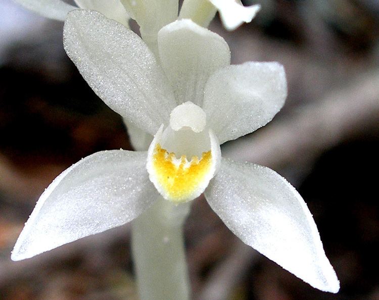 Cephalanthera austiniae CalPhotos Cephalanthera austiniae Phantom Orchid