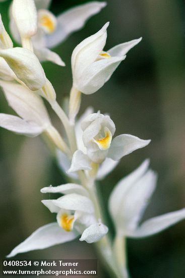 Cephalanthera austiniae Cephalanthera austiniae phantom orchid Wildflowers of the
