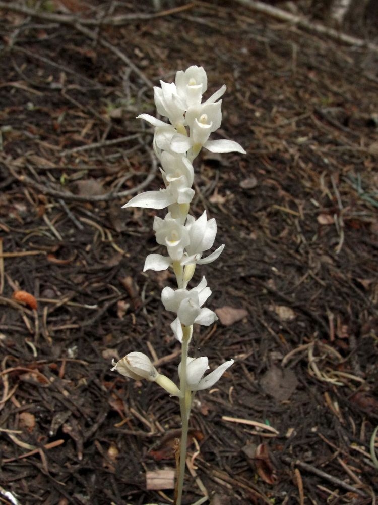 Cephalanthera austiniae FileCephalanthera austiniae Flickr 003jpg Wikimedia Commons