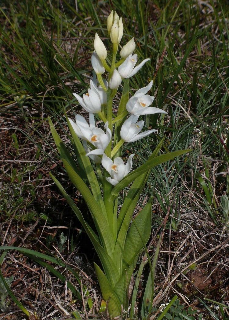 Cephalanthera longifolia Cephalanthera longifolia