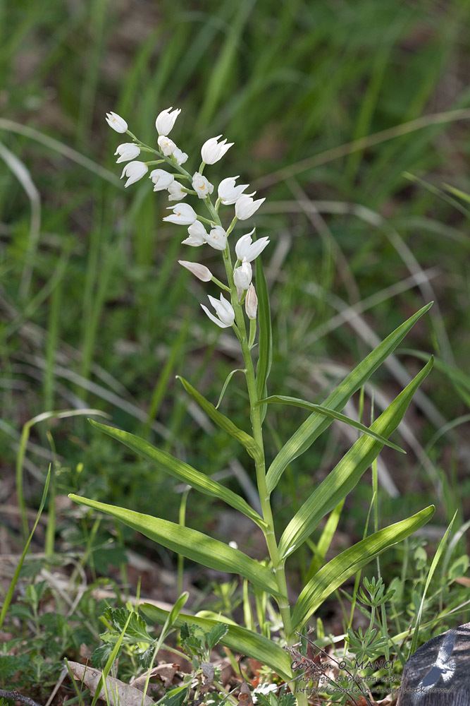 Cephalanthera longifolia Cephalanthera longifolia L Fritsch