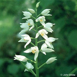 Cephalanthera longifolia Cephalanthera longifolia L Fritsch NarrowLeaved Helleborine