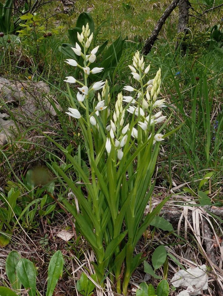 Cephalanthera longifolia Cephalanthera longifolia