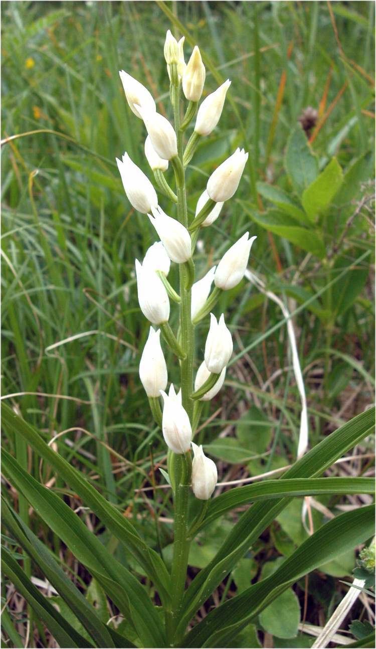 Cephalanthera longifolia Cephalanthera longifolia Cefalantera maggiore