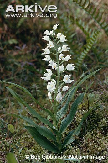 Cephalanthera longifolia Swordleaved helleborine videos photos and facts Cephalanthera