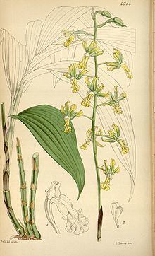 Cephalantheropsis httpsuploadwikimediaorgwikipediacommonsthu