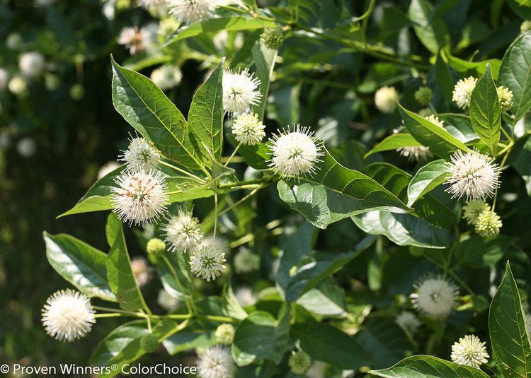 Cephalanthus Sugar Shack Buttonbush Cephalanthus occidentalis Proven Winners