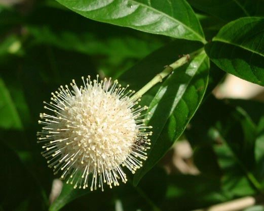 Cephalanthus Cephalanthus occidentalis