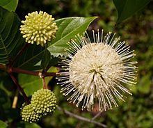 Cephalanthus Cephalanthus occidentalis Wikipedia