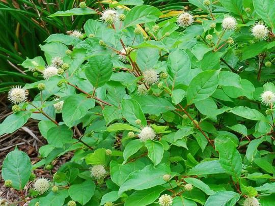 Cephalanthus BlueBell Nursery BlueBell Nursery Trees amp Shrubs Cephalanthus