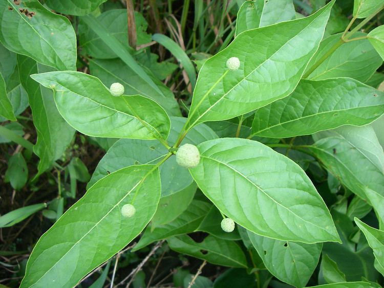 Cephalanthus occidentalis Cephalanthus occidentalis common buttonbush Go Botany