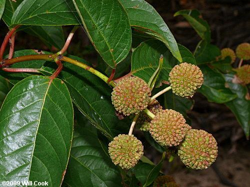 Cephalanthus occidentalis Common Buttonbush Cephalanthus occidentalis