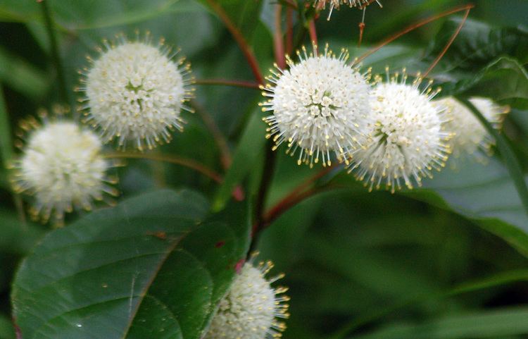 Cephalanthus occidentalis AMCNH Cephalanthus occidentalis ltbrgtGallery amp Guide