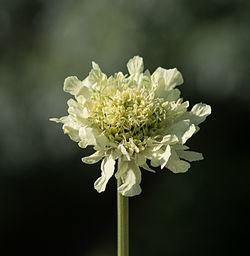 Cephalaria alpina httpsuploadwikimediaorgwikipediacommonsthu