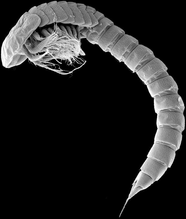 Cephalocarida cephalocarida Pesquisa Google Crustacea Pinterest Search and