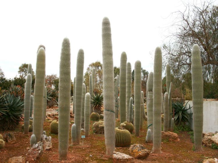 Cephalocereus senilis Cephalocereus senilis Old Man Cactus World of Succulents