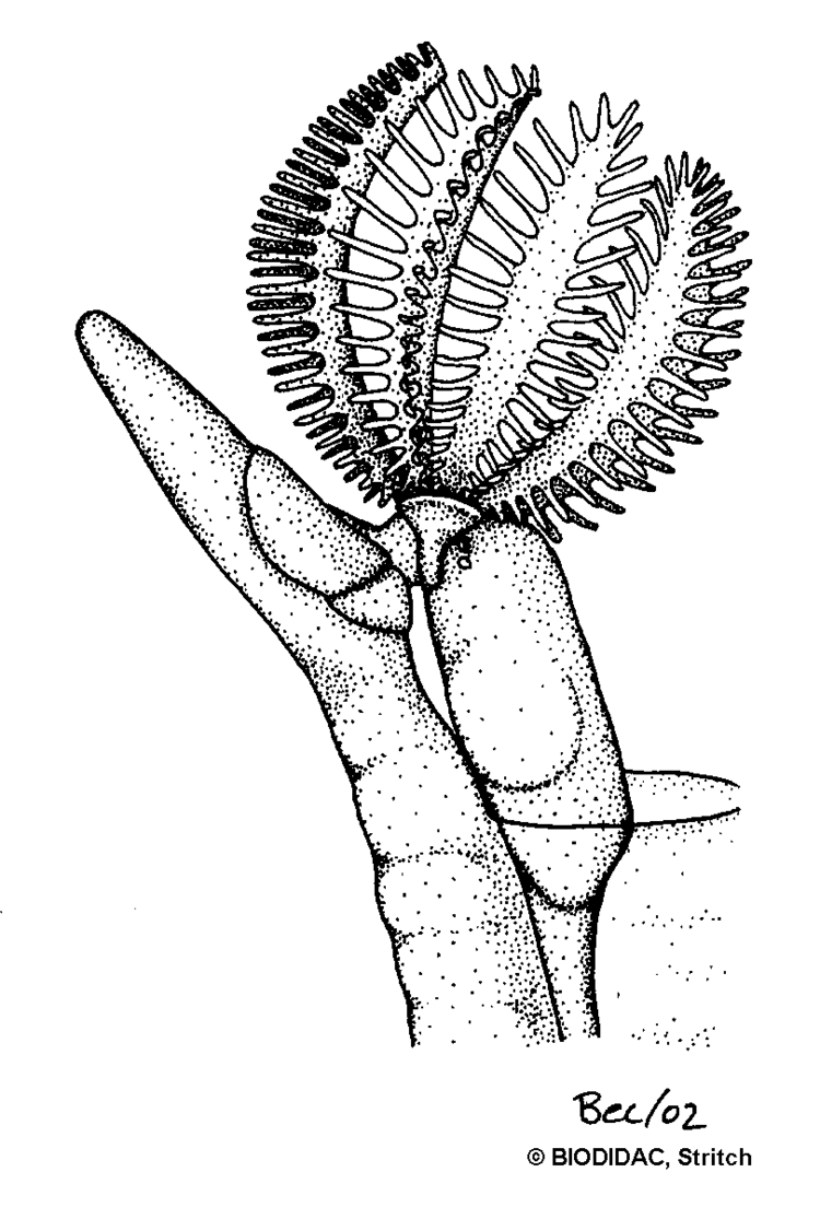 Cephalodiscus BIODIDAC Animalia Hemichordata Cephalodiscus hemi013bgif