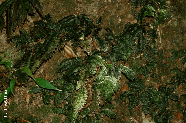 Cephalomanes Ferns of Thailand Laos and Cambodia gt Cephalomanes javanicum