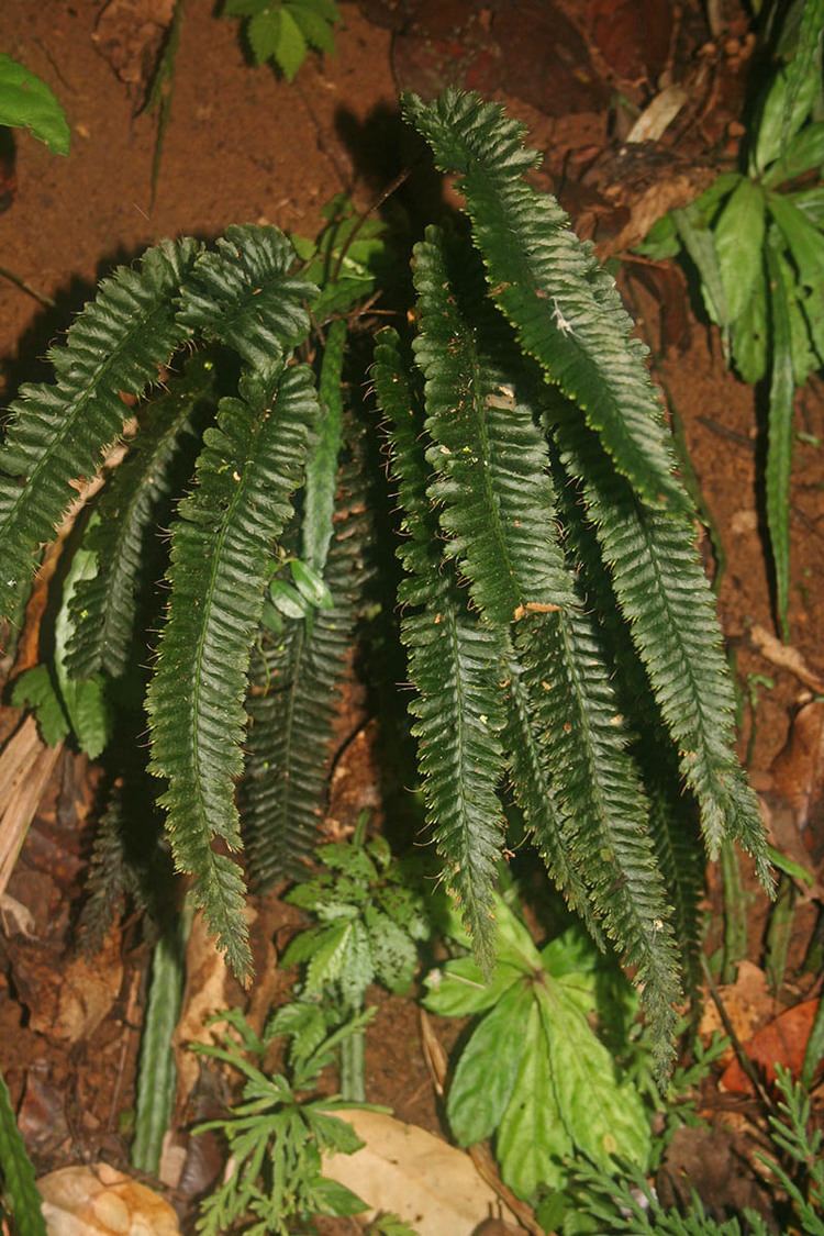 Cephalomanes Cephalomanes javanicum Hymenophyllaceae image 60307 at PhytoImages