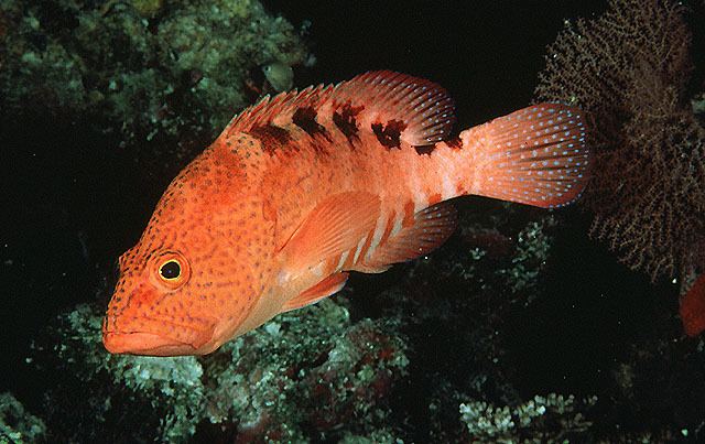 Cephalopholis Fish Identification