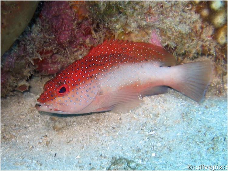 Cephalopholis fulva divepix Coney