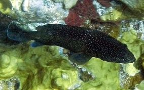 Cephalopholis fulva ConeySea Bass Family Cephalopholis fulva Caribbean Fish