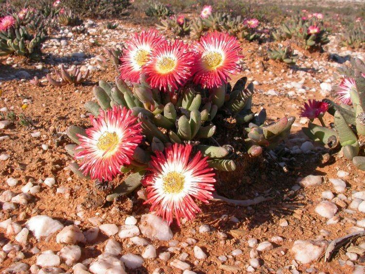 Cephalophyllum Photo Guide to Plants of Southern Africa