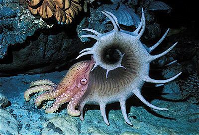 Cephalopod 1000 images about Cephalopod on Pinterest Posts Baked goods and