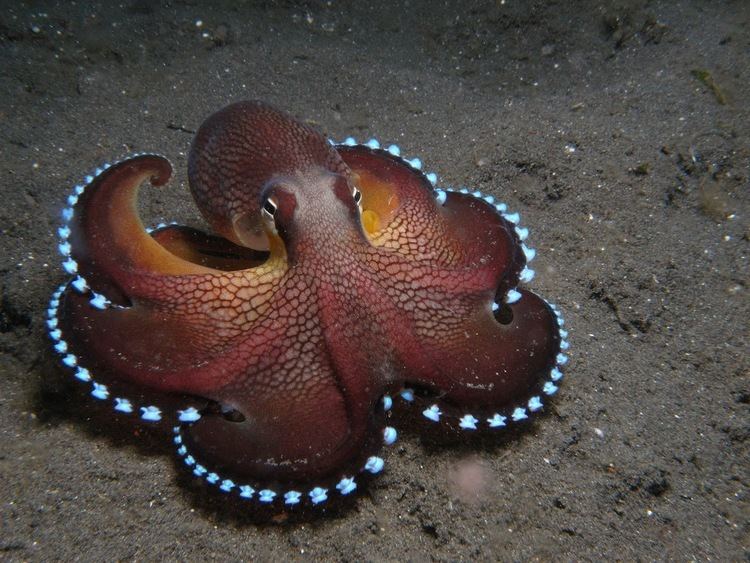 Cephalopod MUPeter Cerebral Cephalopods The Heady HeadFeet