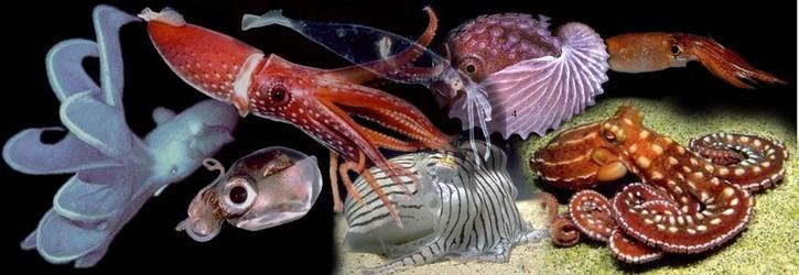 Cephalopod Cephalopoda