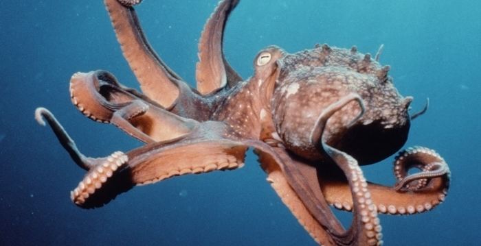 Cephalopod Cephalopods