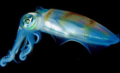 Cephalopod Cephalopod Week Science Friday