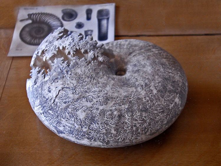 Cephalopod egg fossil