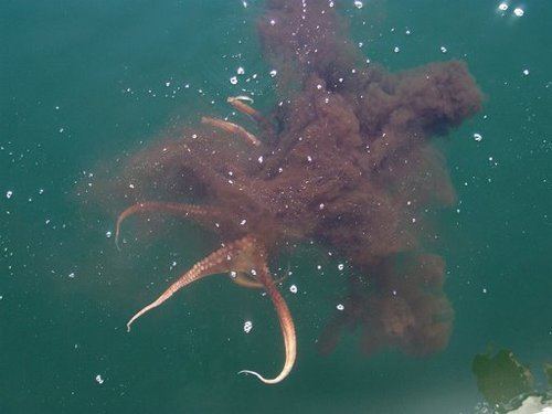 Squid Releasing Ink